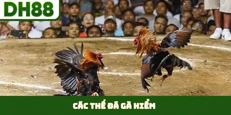 Các Thế Đá Gà Hiểm