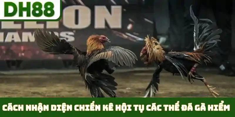 các thế đá gà hiểm