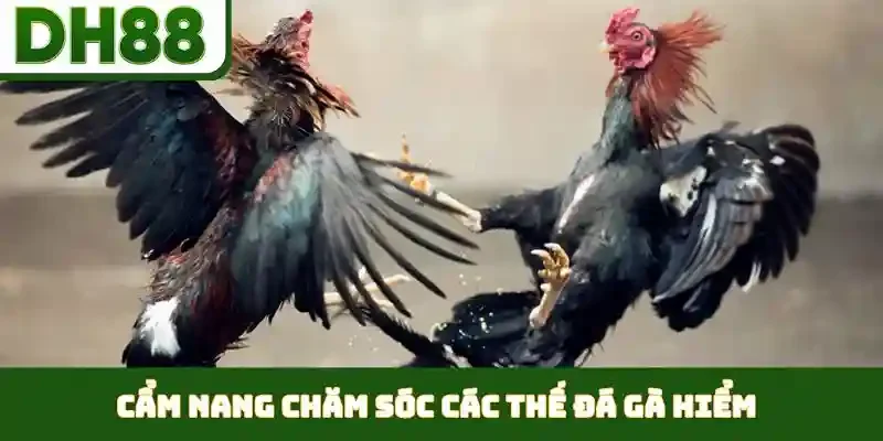 các thế đá gà hiểm
