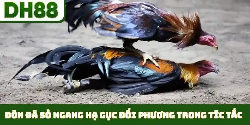 Các Thế Đá Gà Hiểm