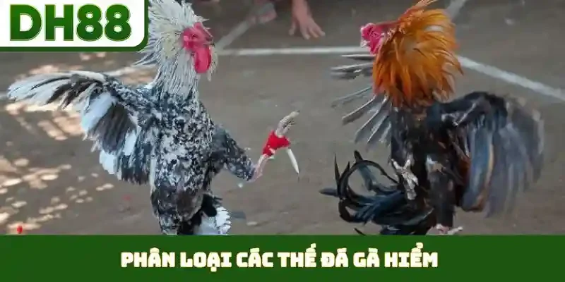 các thế đá gà hiểm