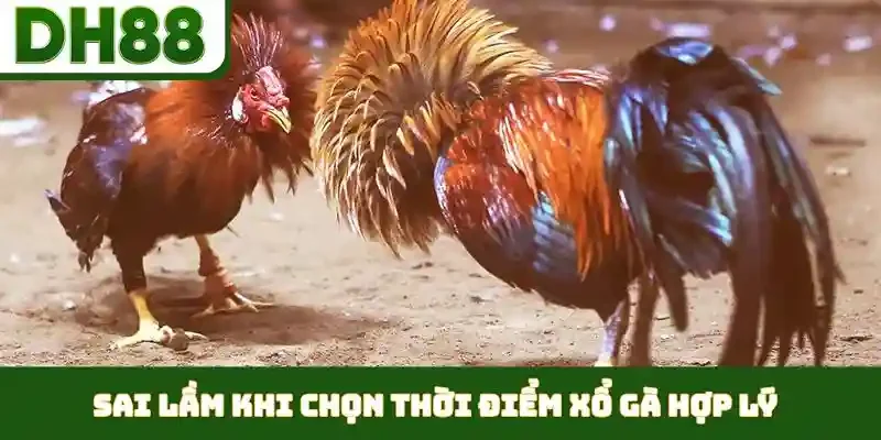 thời điểm xổ gà hợp lý