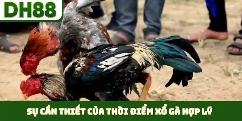 thời điểm xổ gà hợp lý