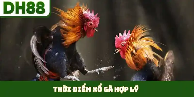 Thời Điểm Xổ Gà Hợp Lý