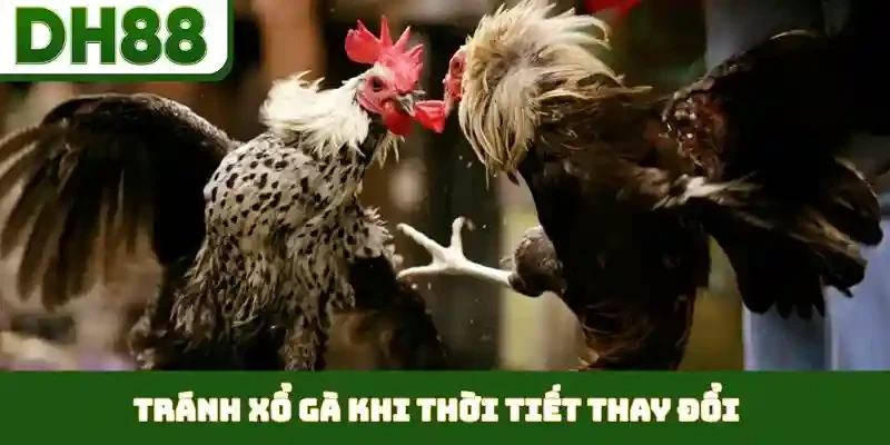 Thời Điểm Xổ Gà Hợp Lý